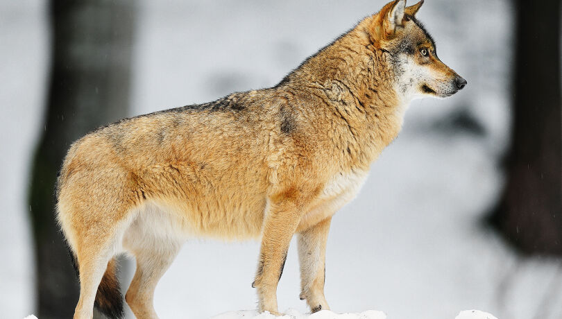 Steiermark braucht Strategie für Wolf & Co. - © Michael Migos
