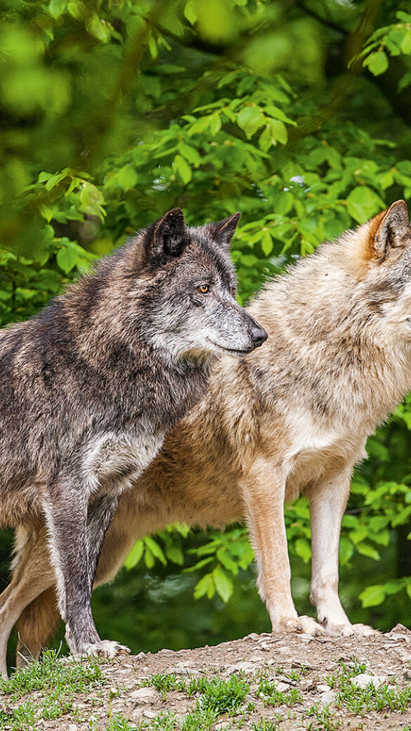 Bei der Entnahme sollte der Problemwolf nicht mit einem anderen verwechselt werden. - © Ingo Gerlach