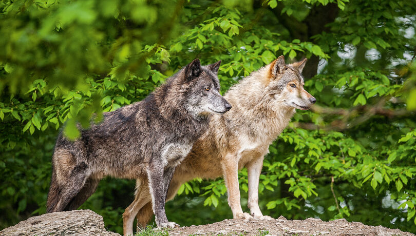 Wölfe - © Ingo Gerlach