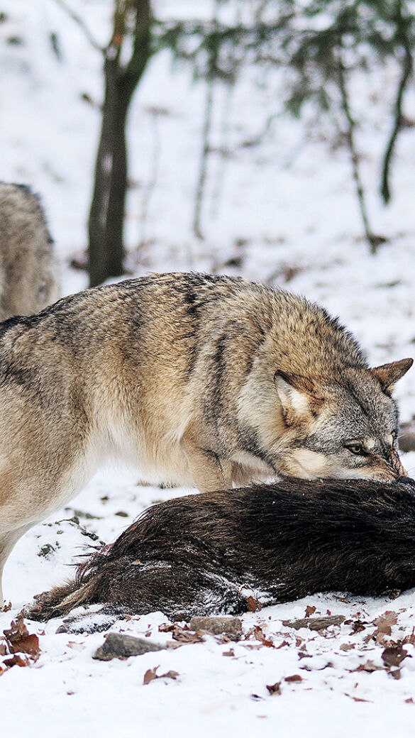 Wolfs-DNA konnte nur an Wildtieren nachgewiesen werden. - © Karl-Heinz Volkmar