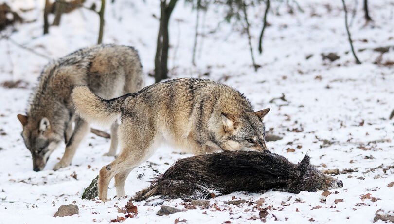 Wolfs-DNA konnte nur an Wildtieren nachgewiesen werden. - © Karl-Heinz Volkmar