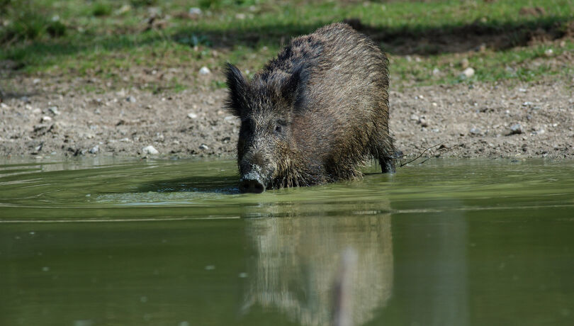 Wildschwein kommt aus Ostsee (Symbolbild) - Wildschwein kommt aus der Ostsee (Symbolbild) - © WEIDWERK-Archiv/Migos