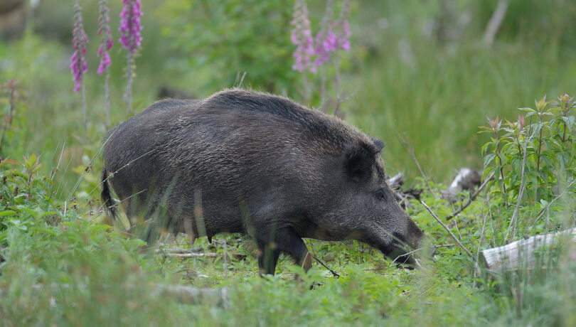 Wildschwein - © WEIDWERK-Archiv/Migos