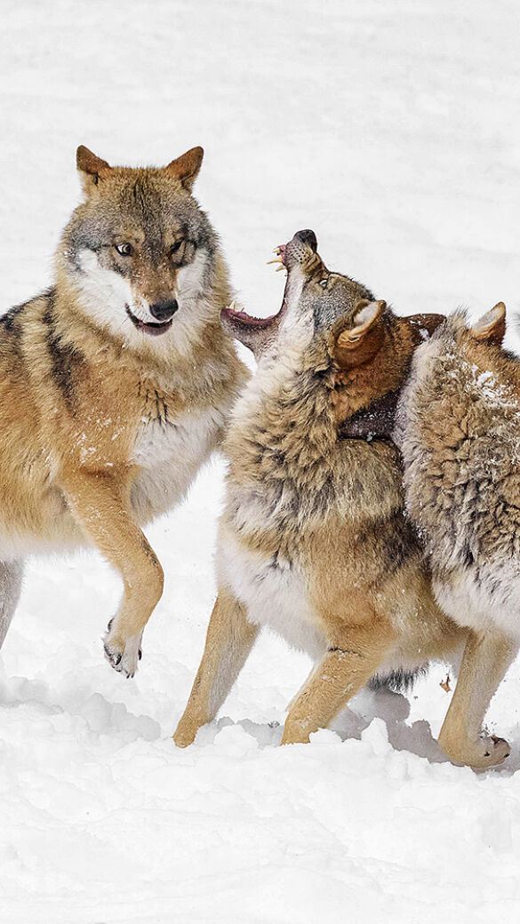 Wölfe im Schnee - © Michael Breuer