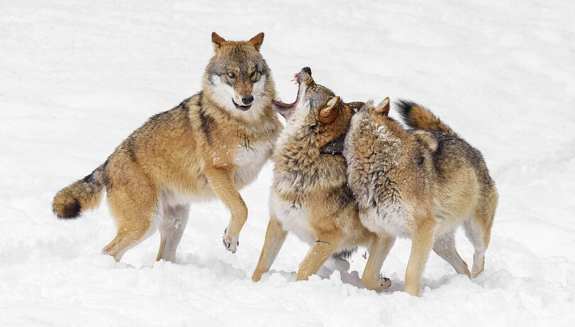 Wölfe im Schnee - © Michael Breuer