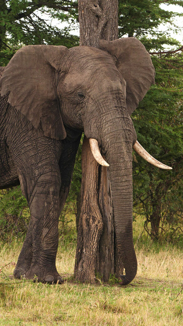 Elefant - © Stefan Meyers