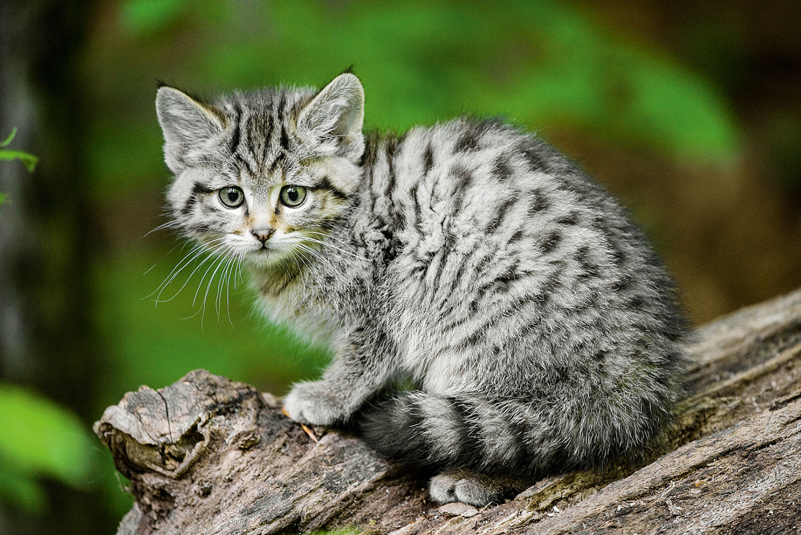 Junge Wildkatzen sind anfangs noch blind. - © Florian Kainz