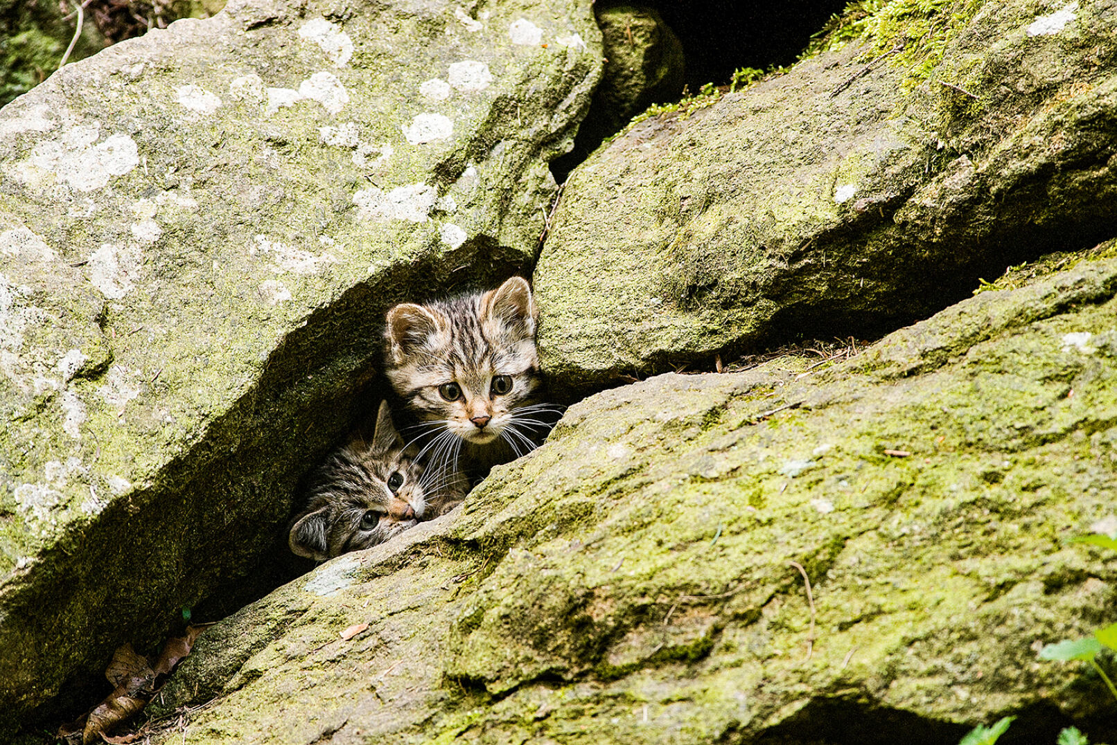 Die Wildkatze wirft ihre Jungen in Felsspalten, hohlen Baumstämmen oder alten Fuchsbauen. - © Florian Kainz