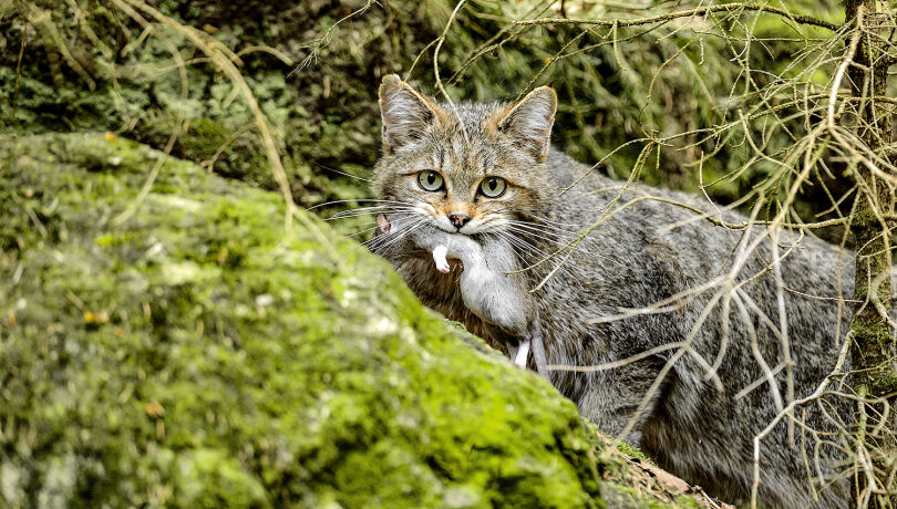 Die Nahrung der Wildkatze besteht im Wesent­lichen aus Wühlmäusen (bis zu 87 %). - © Reiner Bernhardt