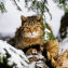 Die Wildkatze: 'Ureinwohnerin' Mitteleuropas - © Michael Migos