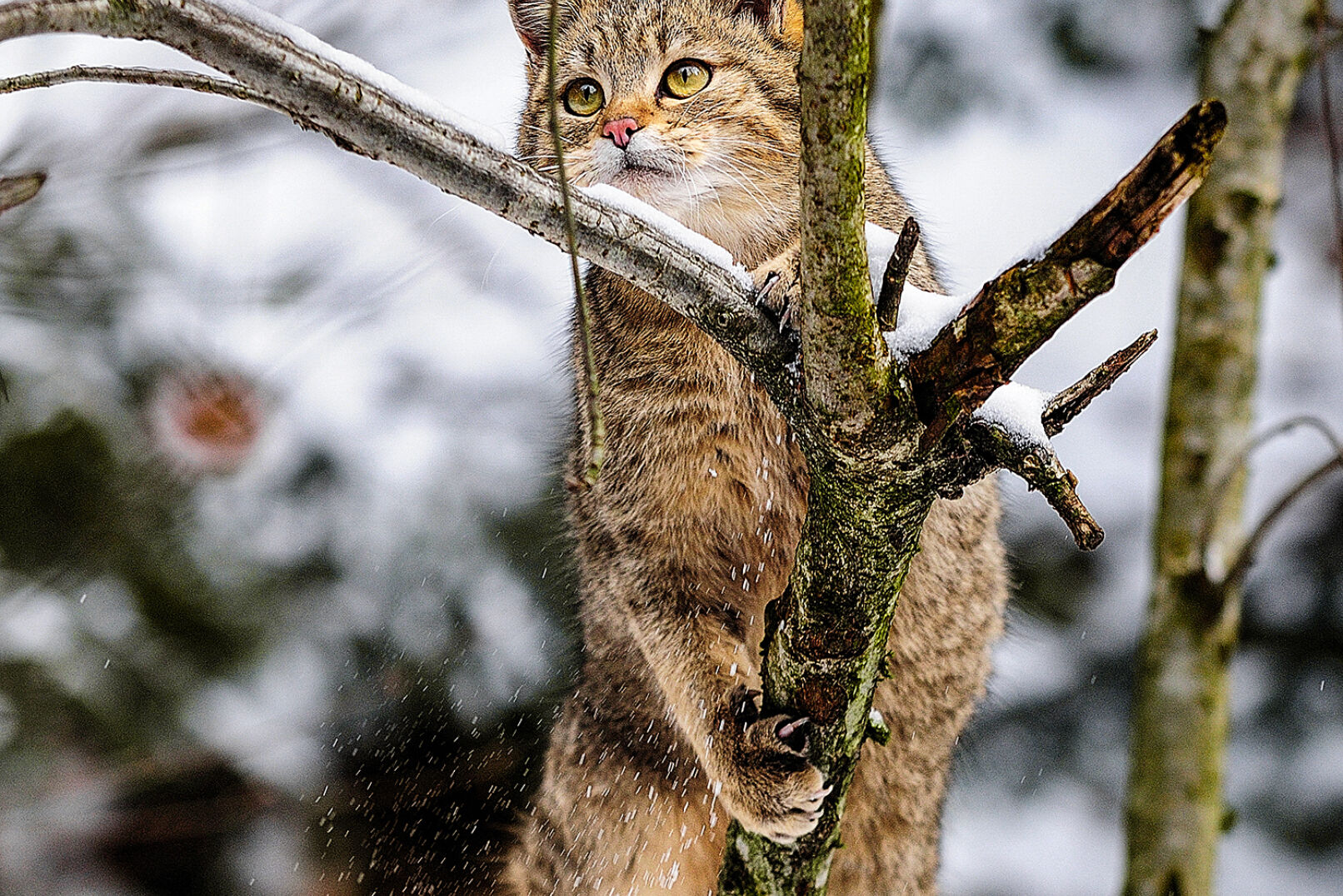Wildkatzen sind ausgezeichnete Kletterer. - © Michael Migos