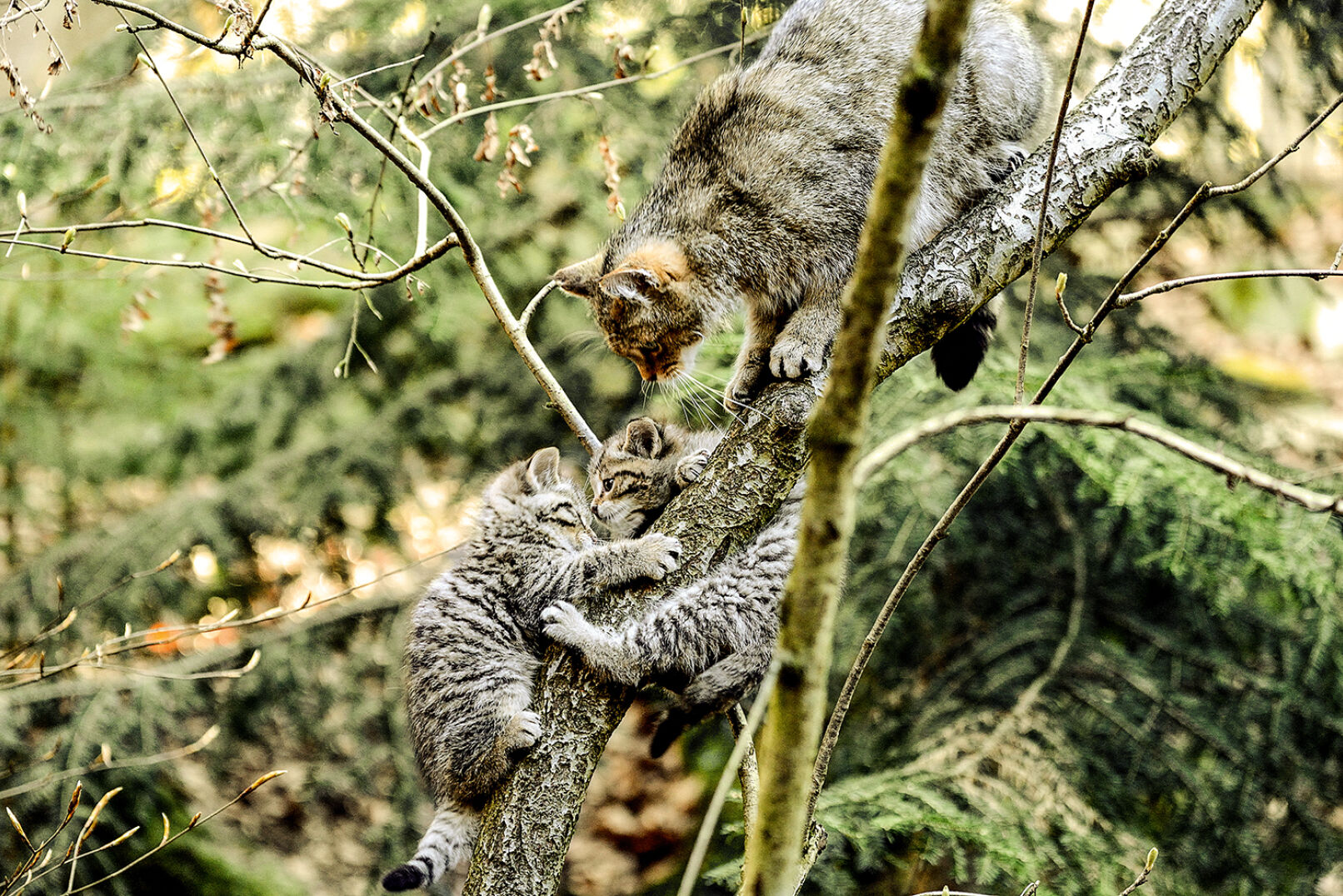 Der Nachwuchs erprobt sein Klettervermögen am Baum. - © Reiner Bernhardt