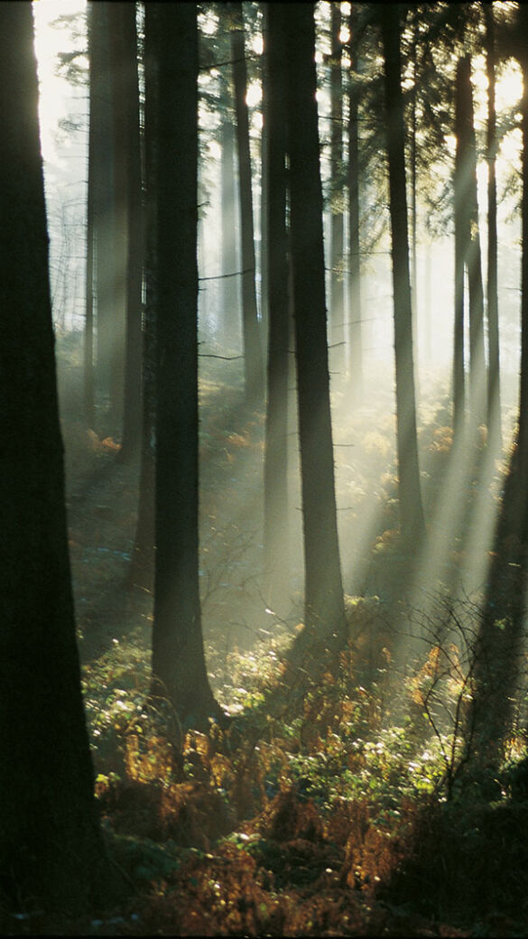 Wald - © Ctverak