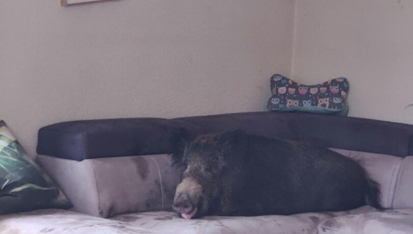 Wildschwein auf Sofa - © Polizei Hagen