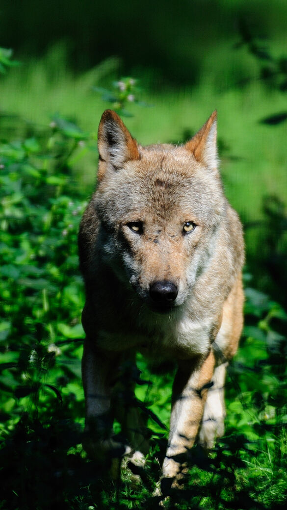 Europäischer Wolf - © WEIDWERK-Archiv/Michael Migos