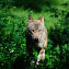 Europäischer Wolf - © WEIDWERK-Archiv/Michael Migos