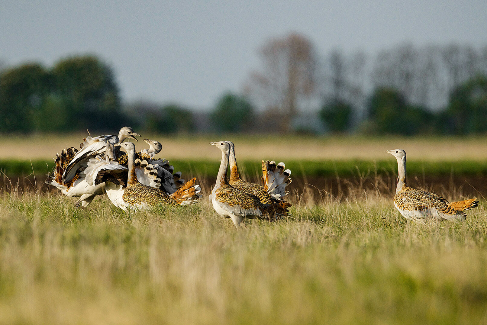 In der Balz streiten sich die Hahnen um die besten Plätze. - © Franz Kovacs