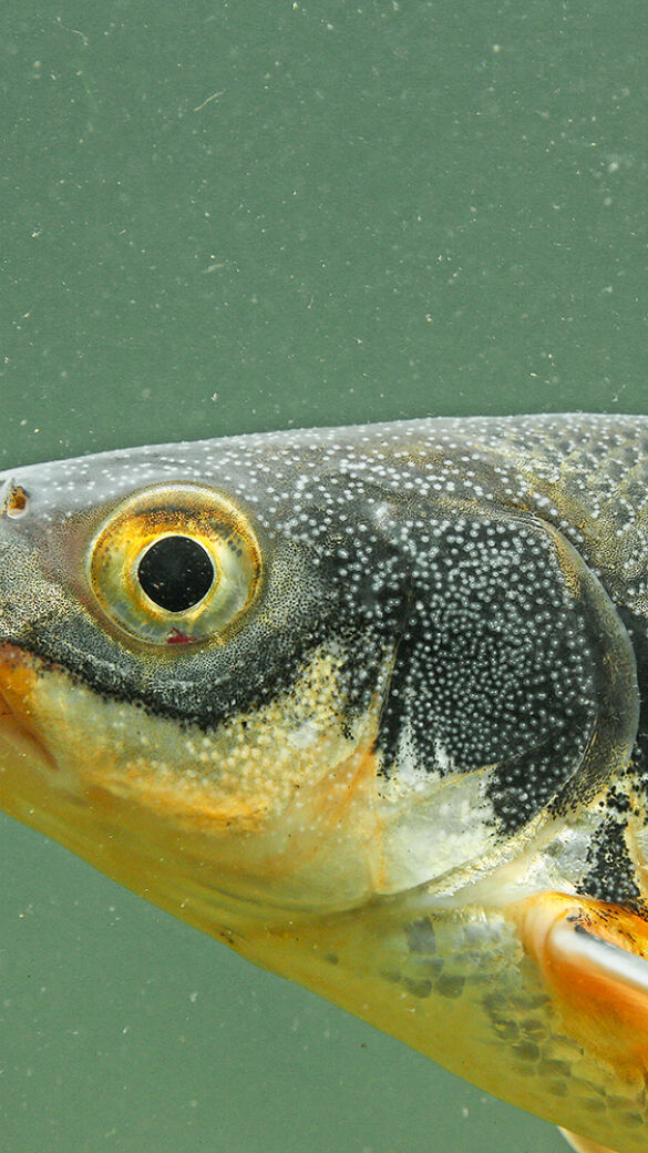 Kormoran gefährdet Fischarten - © Wolfgang Hauer