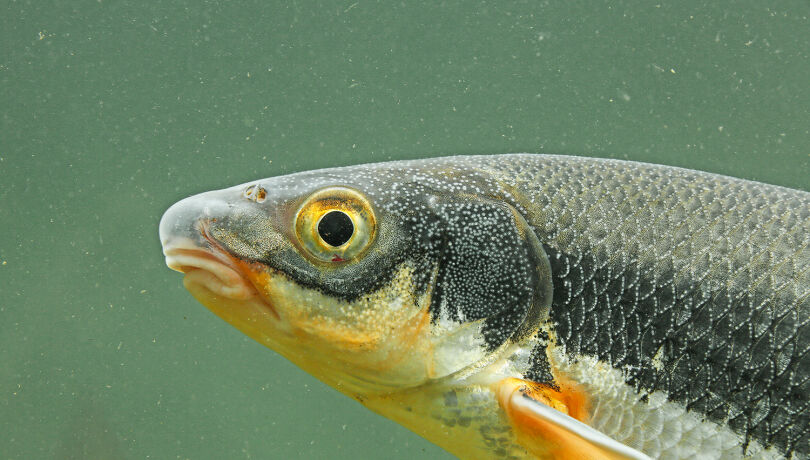 Kormoran gefährdet Fischarten - © Wolfgang Hauer