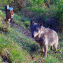 Wolf auf Wildkamera - © Steirische Landesjägerschaft