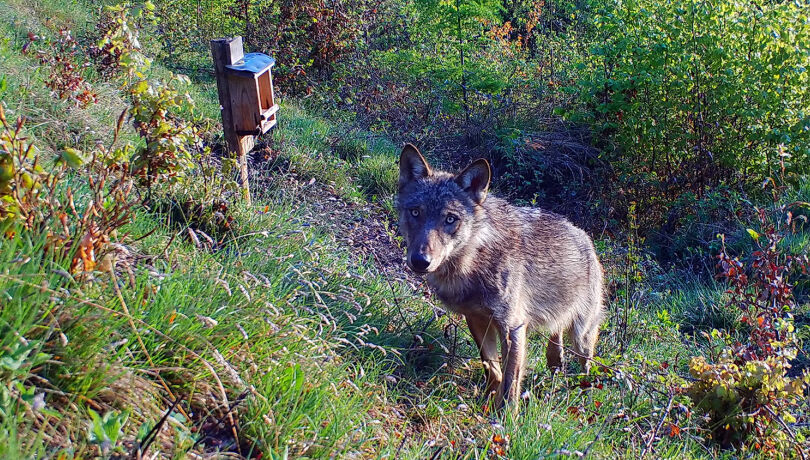 Wolf auf Wildkamera - © Steirische Landesjägerschaft