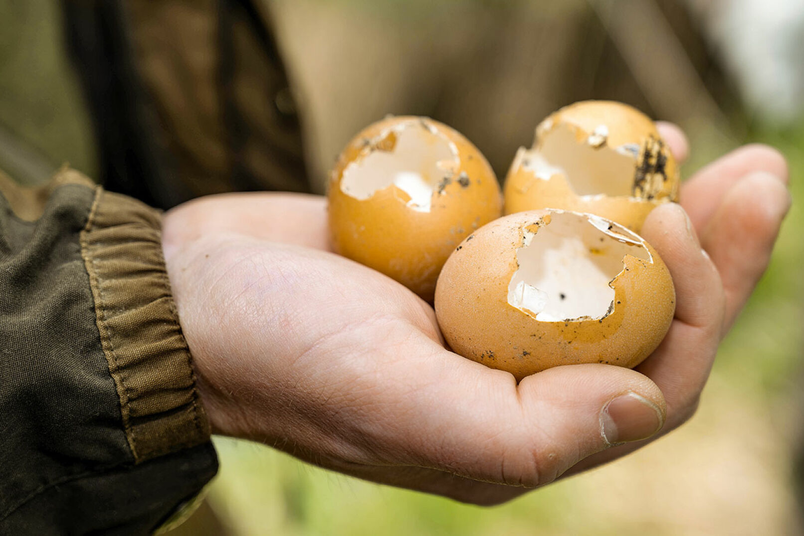 Die aufgefundenen Eierschalen weisen unterschiedliche Fraßspuren auf. - Die aufgefundenen Eierschalen weisen unterschiedliche Fraßspuren auf. - © Barbara Marko