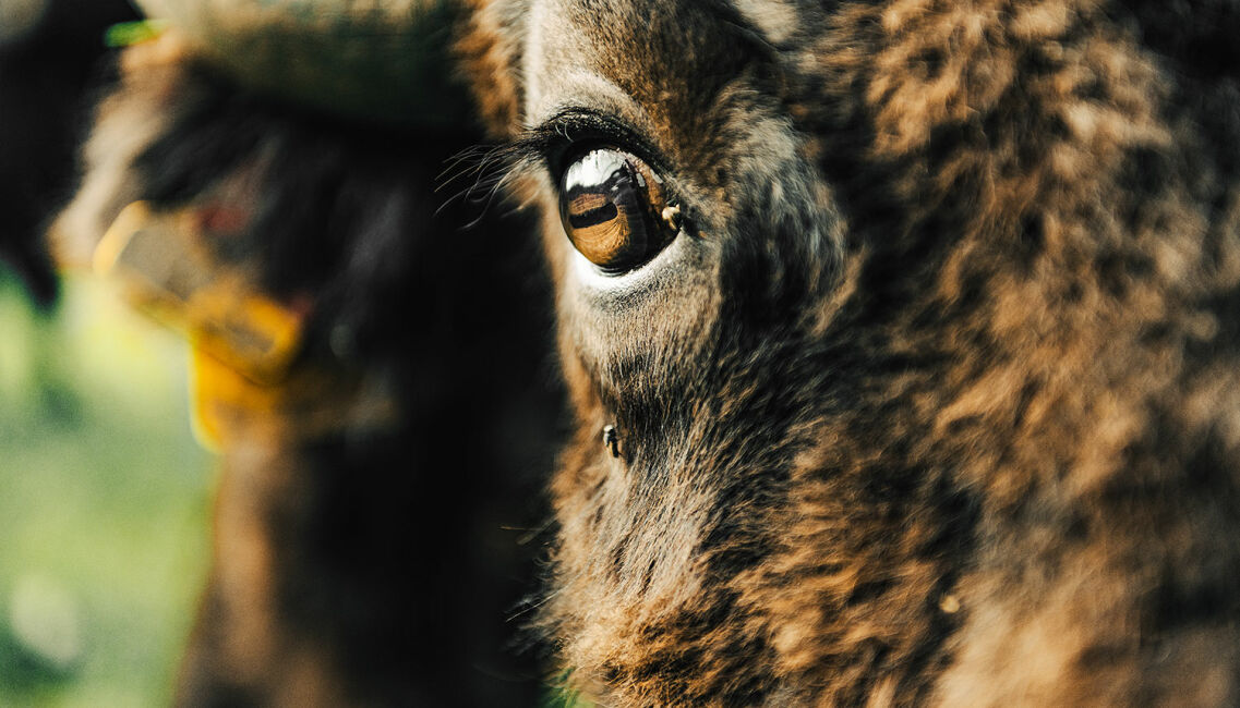 Bisons – die sanften Riesen - © Jakob Wallner