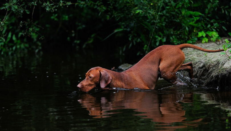 Genauso wie Menschen, genießen Hunde an Hitzetagen Abkühlung in Gewässern. - © Michael Migos