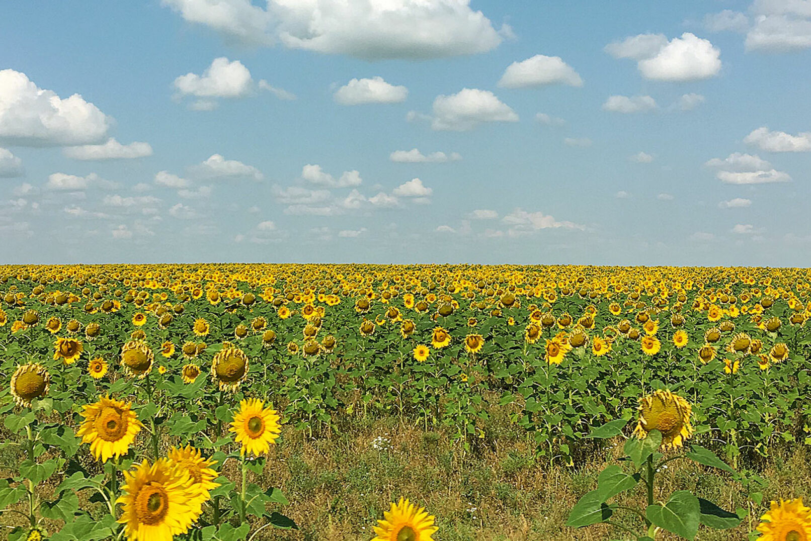 Fast schon ein Hirsch - Kasachstan - Am dritten Tag ging es per Auto durch ewig lange und in voller Blüte stehender Sonnenblumenfelder.