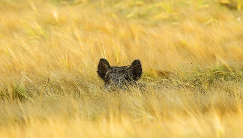 Dem Wildschwein geht es im Burgenland an dem Kragen. - © Sven-Erik Arndt