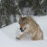 Wolf im Schnee - © Die Steirische Jägerschaft