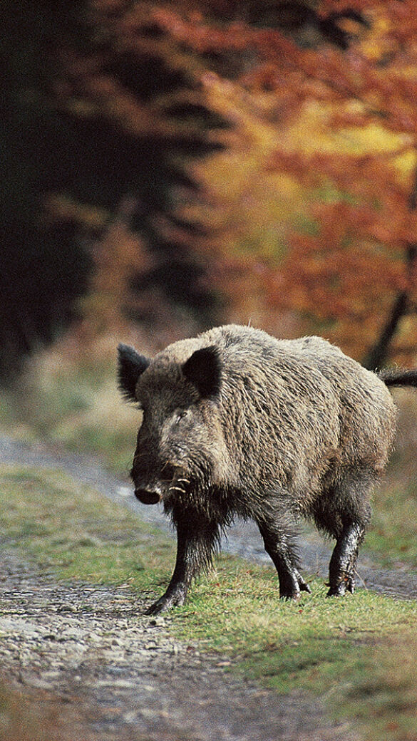 Wildschwein auf Forststraße - © Karl-Heinz Volkmar