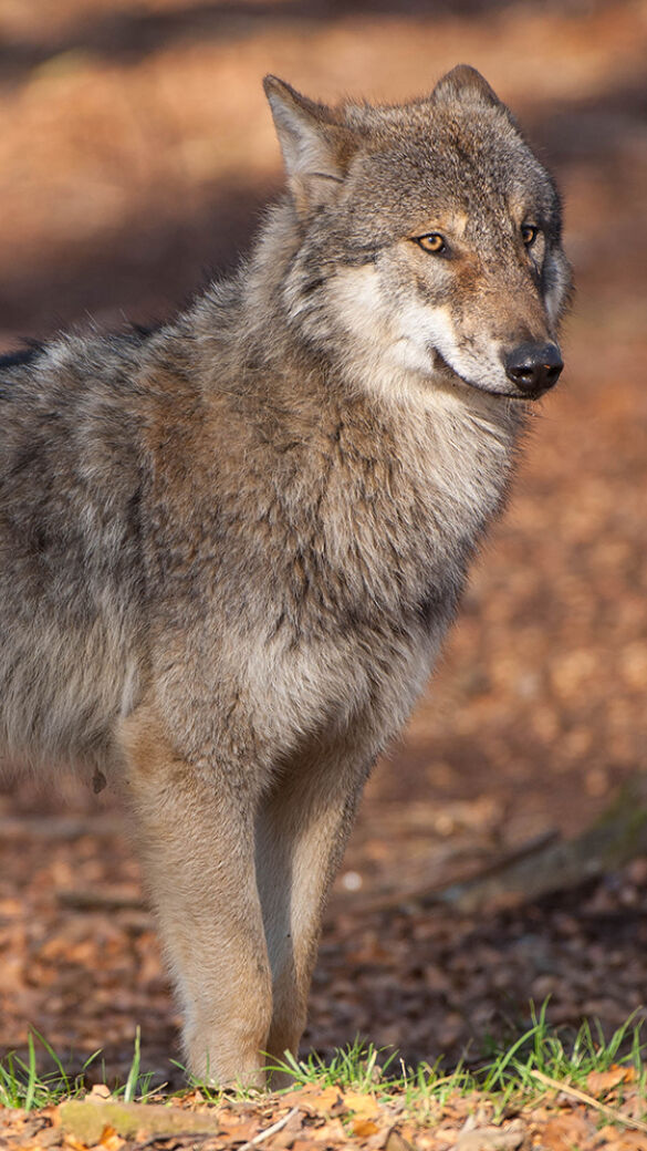 Die abgelehnte Revidierung des Schweizer Jagdgesetzes kommt weiterhin dem Wolf zugute. - © Willi Rolfes
