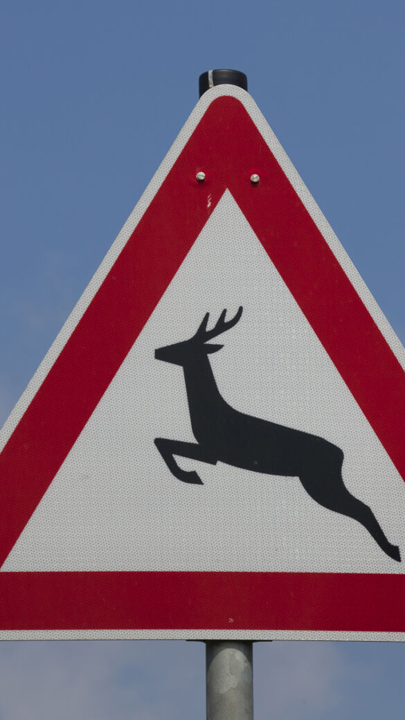 Nicht nur in der Steiermark ein Problem: Wildwechsel auf Straßen - © Sven-Erik Arndt