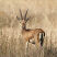 Gazellen, hier eine Indische Gazelle, wurden durch Steinzeit-Jäger effizient bejagt. - © Helmut und Eva Pum