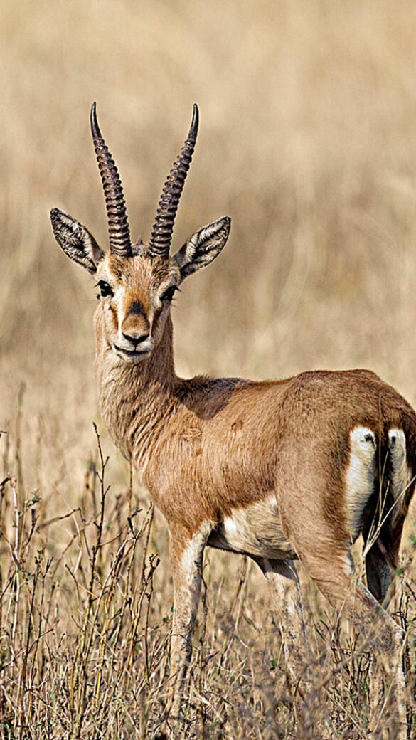 Gazellen, hier eine Indische Gazelle, wurden durch Steinzeit-Jäger effizient bejagt. - © Helmut und Eva Pum