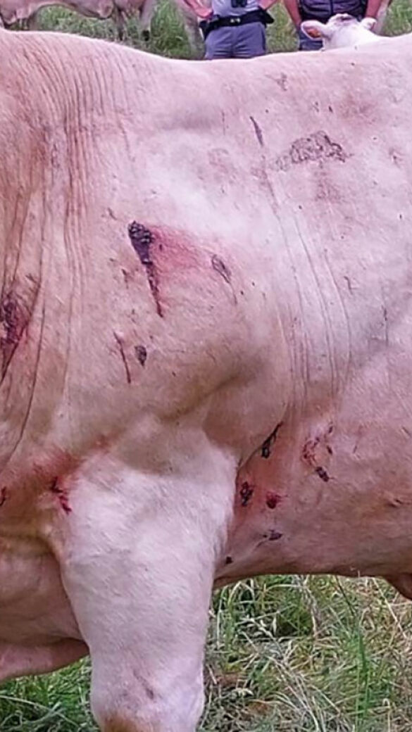 Frankreich: Wolfsangriffe auf Kühe - © facebook.com/floriane.brulois.9