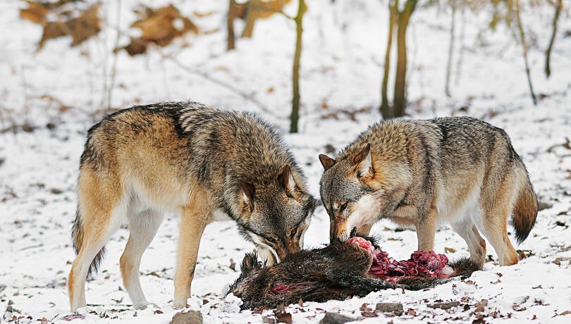 Wölfe fressen Wildschwein - © Karl-Heinz Volkmar