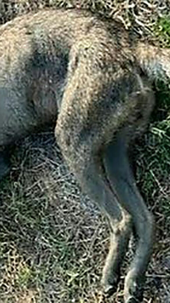 Toter Wolf in Donau gefunden. - © APA/LPD NÖ