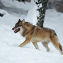 Wolf im Schnee - © Michael Breuer