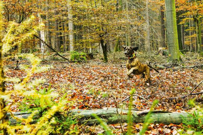 Jagdhunde im Wolfsgebiet  - © Michael Back