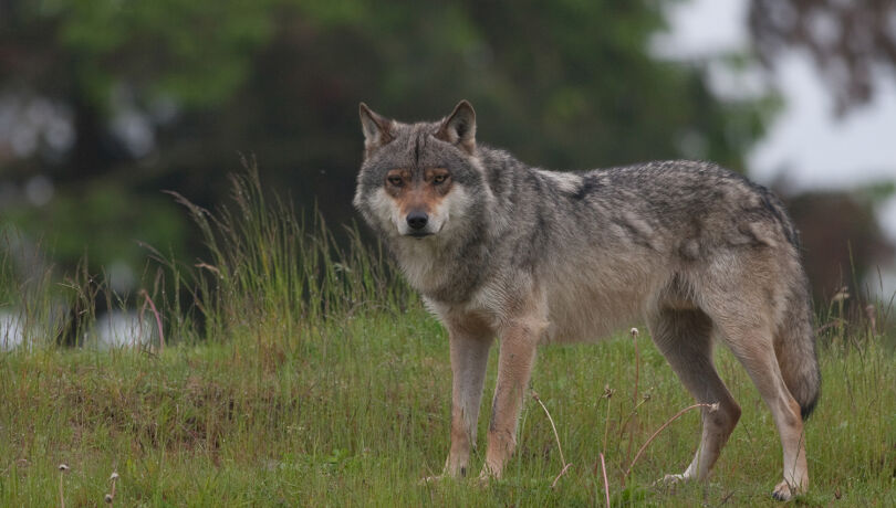 Wolf - © Jürgen Schiersmann