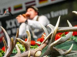 Nahaufnahme eines Hirschgeweihs mit unscharfem Teilnehmer beim Rufen im Hintergrund