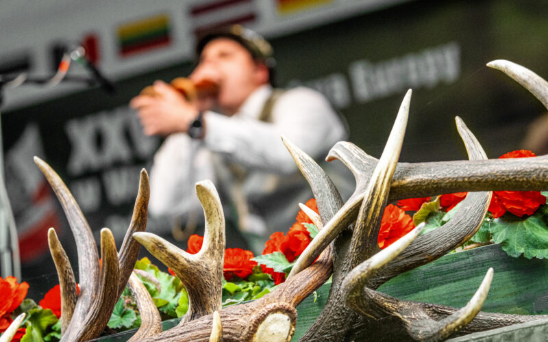 Nahaufnahme eines Hirschgeweihs mit unscharfem Teilnehmer beim Rufen im Hintergrund