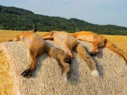 Drei erlegte Füchse liegen auf einer großen, runden Strohballen inmitten eines abgeernteten Feldes, umgeben von einer hügeligen Waldlandschaft