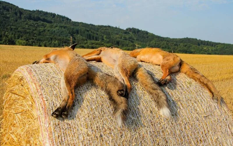 Drei erlegte Füchse liegen auf einer großen, runden Strohballen inmitten eines abgeernteten Feldes, umgeben von einer hügeligen Waldlandschaft