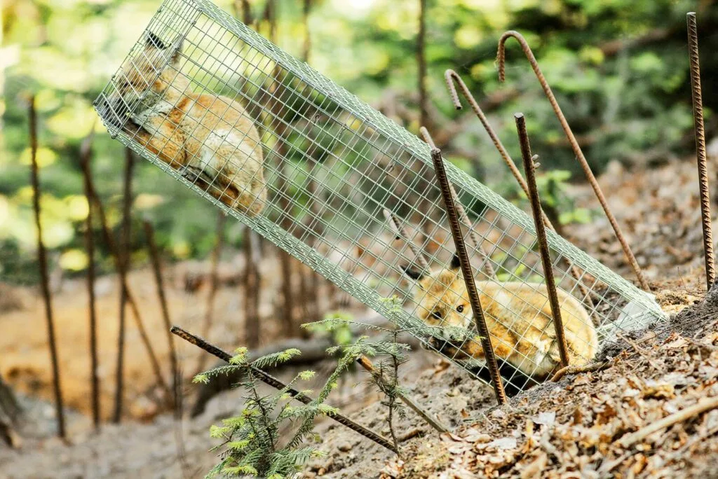 Zwei junge Füchse sitzen in einer geneigten Lebendfalle aus Drahtgeflecht im Wald