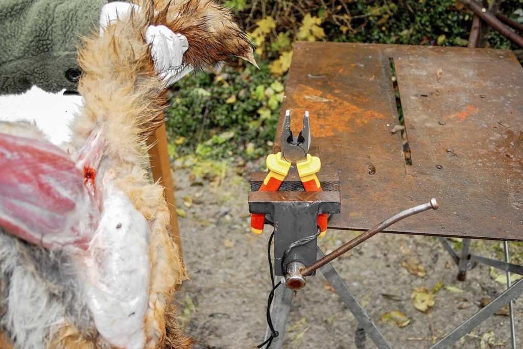 Fuchs abbalgen – Schraubstock und Kombizange für die Lunte