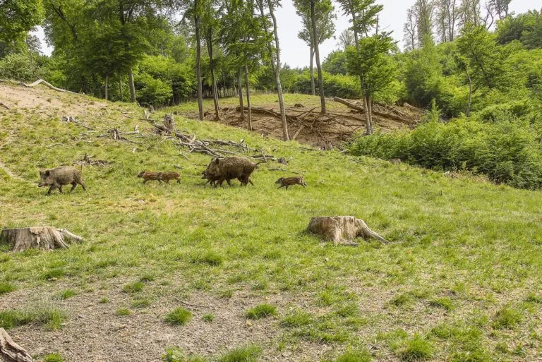 Wildschweinrotte mit Frischlingen auf einer Lichtung im Wald.