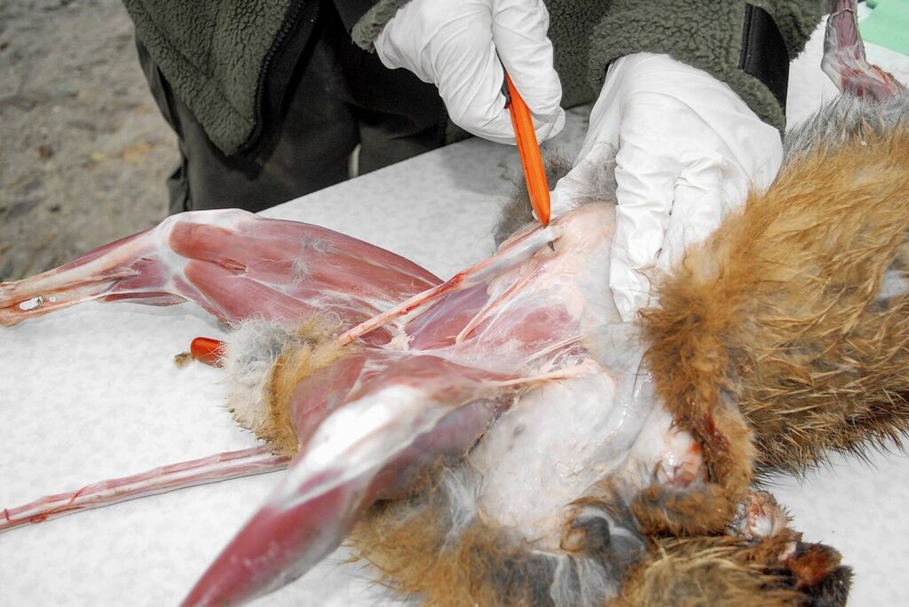 Fuchs abbalgen – Schnitt an der Bauchseite